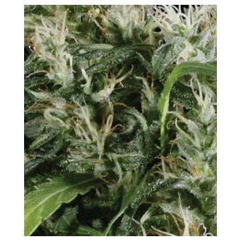 Neville's Haze - GreenHouse Seeds femminizzati GreenHouse Seeds €32,50 2