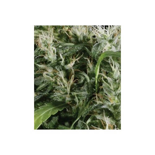 Neville's Haze - GreenHouse Seeds femminizzati GreenHouse Seeds €32,50
