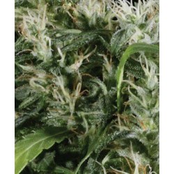 Neville's Haze - GreenHouse Seeds femminizzati GreenHouse Seeds €32,50
