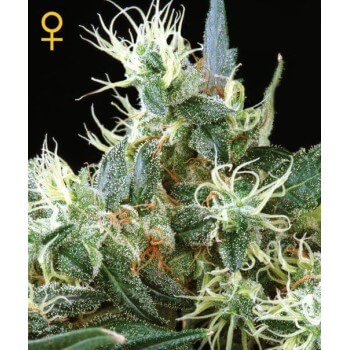 Northern Lights Autofiorenti - GreenHouse Seeds femminizzati GreenHouse Seeds €32,00 2