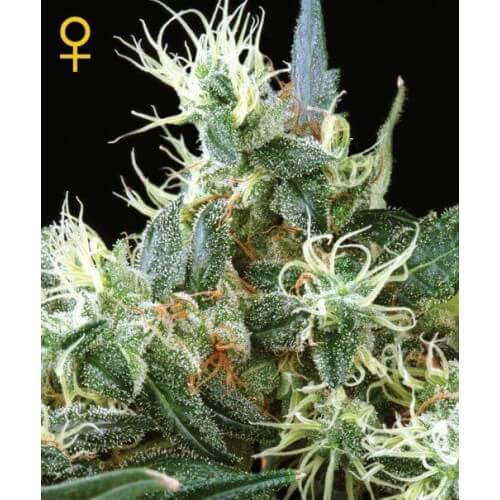 Northern Lights Autofiorenti - GreenHouse Seeds femminizzati GreenHouse Seeds €32,00