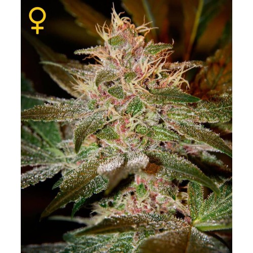 Pure Kush - GreenHouse Seeds femminizzati GreenHouse Seeds €22,50