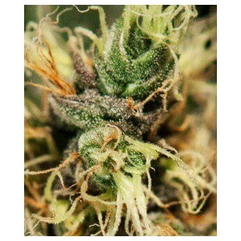 Pure Kush - GreenHouse Seeds femminizzati GreenHouse Seeds €22,50 2