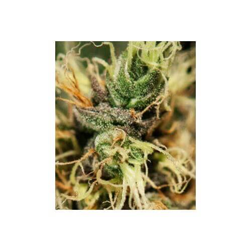 Pure Kush - GreenHouse Seeds femminizzati GreenHouse Seeds €22,50