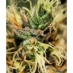 Pure Kush - GreenHouse Seeds femminizzati GreenHouse Seeds €22,50