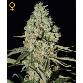Super Critical - GreenHouse Seeds femminizzati 2