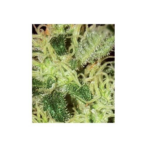 Super Critical - GreenHouse Seeds femminizzati GreenHouse Seeds €25,00