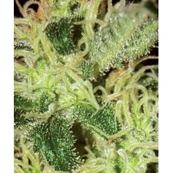 Super Critical - GreenHouse Seeds femminizzati GreenHouse Seeds €25,00 Super Critical - GreenHouse Seeds femminizzati GreenHouse Seeds €25,00