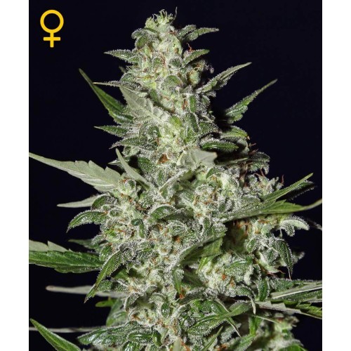 Super Critical Autofiorenti - GreenHouse Seeds femminizzati GreenHouse Seeds €32,00