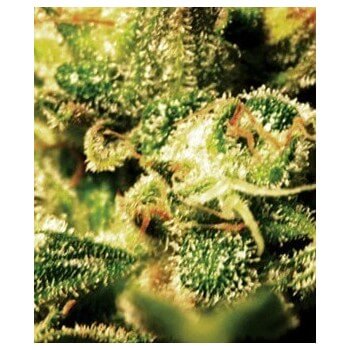 Super Critical Autofiorenti - GreenHouse Seeds femminizzati GreenHouse Seeds €32,00 2