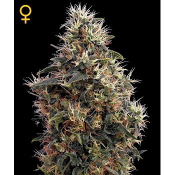 Sweet Mango Autofiorenti - GreenHouse Seeds femminizzati GreenHouse Seeds €32,00