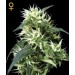 Sweet Mango Autofiorenti - GreenHouse Seeds femminizzati GreenHouse Seeds €32,00