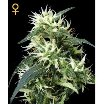 Sweet Mango Autofiorenti - GreenHouse Seeds femminizzati GreenHouse Seeds €32,00 2