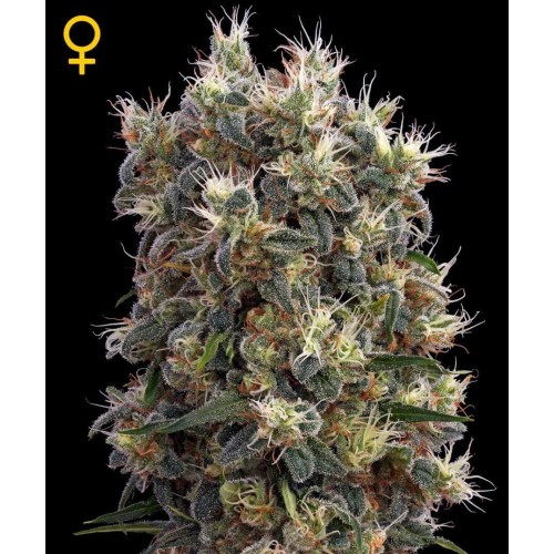 The Church - GreenHouse Seeds femminizzati GreenHouse Seeds €17,50