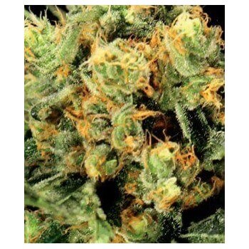 The Church - GreenHouse Seeds femminizzati GreenHouse Seeds €17,50 2