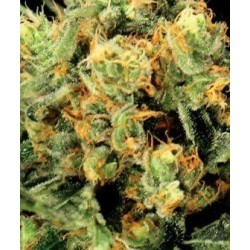 The Church - GreenHouse Seeds femminizzati GreenHouse Seeds €17,50