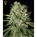 The Doctor - GreenHouse Seeds femminizzati GreenHouse Seeds €15,00