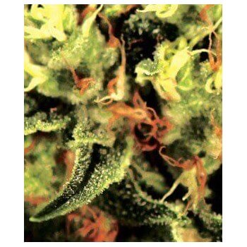 The Doctor - GreenHouse Seeds femminizzati GreenHouse Seeds €15,00 2