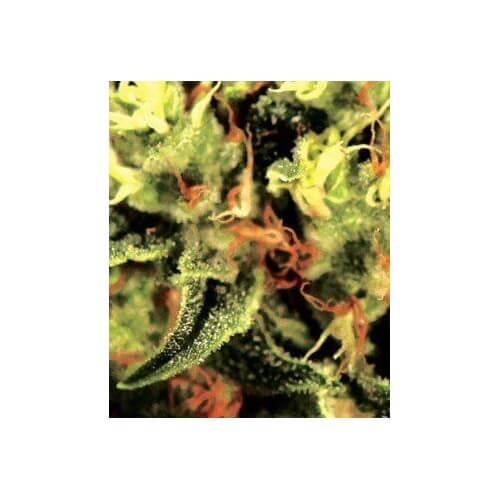 The Doctor - GreenHouse Seeds femminizzati GreenHouse Seeds €15,00