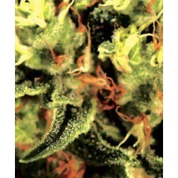 The Doctor - GreenHouse Seeds femminizzati GreenHouse Seeds €15,00