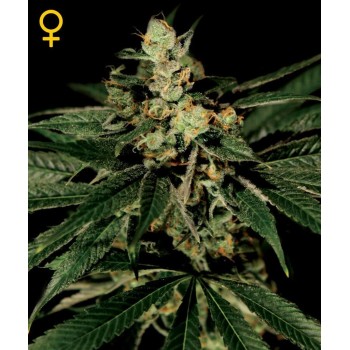 TrainWreck - GreenHouse Seeds femminizzati GreenHouse Seeds €25,00