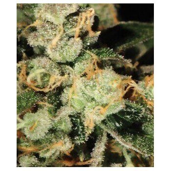 TrainWreck - GreenHouse Seeds femminizzati GreenHouse Seeds €25,00 2