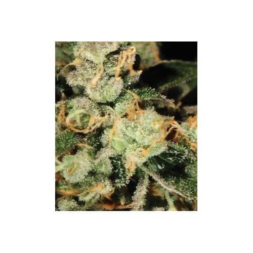 TrainWreck - GreenHouse Seeds femminizzati GreenHouse Seeds €25,00