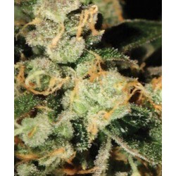 TrainWreck - GreenHouse Seeds femminizzati GreenHouse Seeds €25,00