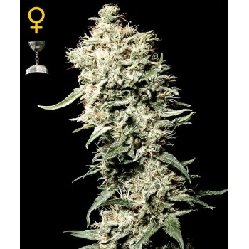 White Rhino - GreenHouse Seeds femminizzati GreenHouse Seeds €19,00