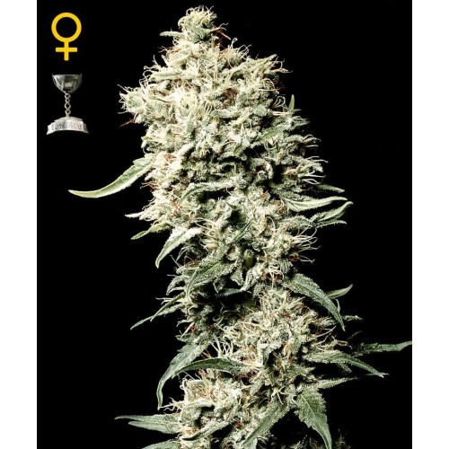 White Rhino - GreenHouse Seeds femminizzati GreenHouse Seeds €19,00