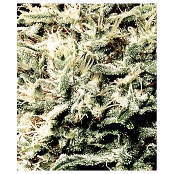 White Rhino - GreenHouse Seeds femminizzati GreenHouse Seeds €19,00 2