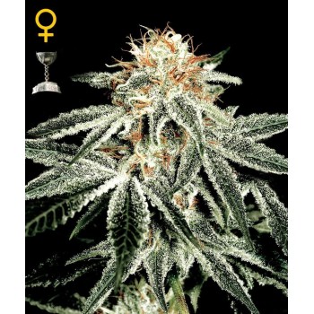 White Widow - GreenHouse Seeds femminizzati GreenHouse Seeds €29,00
