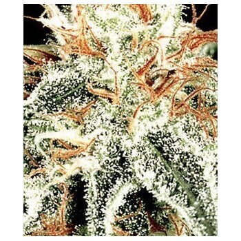 White Widow - GreenHouse Seeds femminizzati GreenHouse Seeds €29,00 2