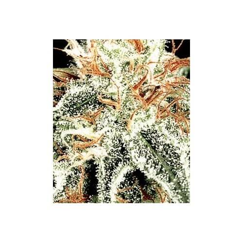 White Widow - GreenHouse Seeds femminizzati GreenHouse Seeds €29,00