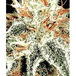 White Widow - GreenHouse Seeds femminizzati GreenHouse Seeds €29,00