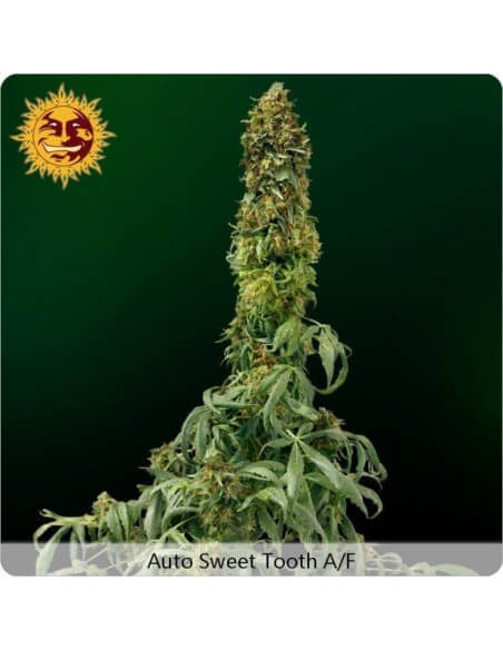 Auto Sweet Tooth - Barney's Farm femminizzati Barney's Farm €22,50