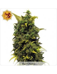 Blue Cheese - Barney's Farm femminizzati Barney's Farm €27,00 2
