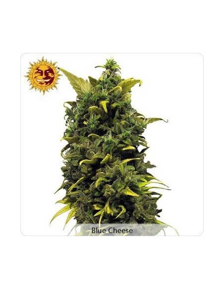 Blue Cheese - Barney's Farm femminizzati Barney's Farm €27,00