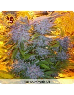 Blue Mammoth Auto - Barney's Farm femminizzati Barney's Farm €22,00 2