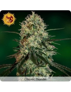 Chronic Thunder - Barney's Farm femminizzati Barney's Farm €11,00 2