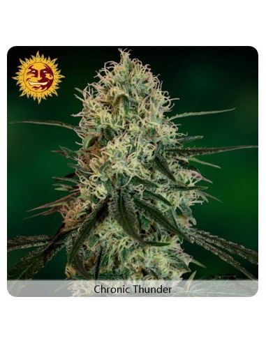 Chronic Thunder - Barney's Farm femminizzati Barney's Farm €11,00