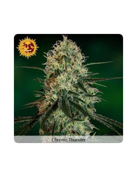 Chronic Thunder - Barney's Farm femminizzati Barney's Farm €11,00 Chronic Thunder - Barney's Farm femminizzati Barney's Farm €11,00