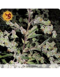 Dr Grinspoon - Barney's Farm femminizzati Barney's Farm €32,00