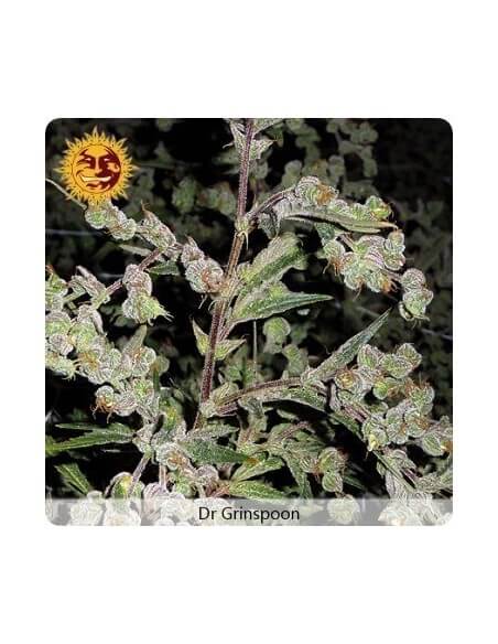 Dr Grinspoon - Barney's Farm femminizzati Barney's Farm €32,00