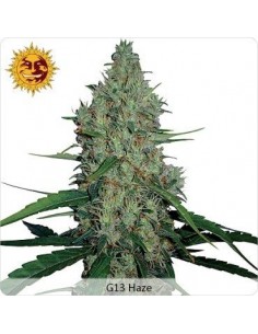 G13 Haze - Barney's Farm femminizzati Barney's Farm €30,00