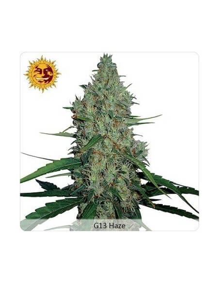 G13 Haze - Barney's Farm femminizzati Barney's Farm €30,00