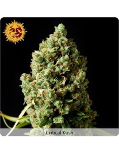 Critical Kush - Barney's Farm femminizzati 2