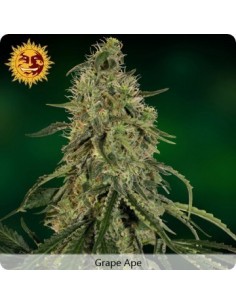Grape Ape - Barney's Farm femminizzati Barney's Farm €28,00