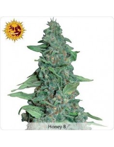 Honey B - Barney's Farm femminizzati Barney's Farm €23,00