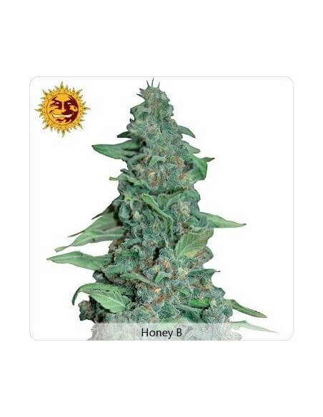 Honey B - Barney's Farm femminizzati Barney's Farm €23,00